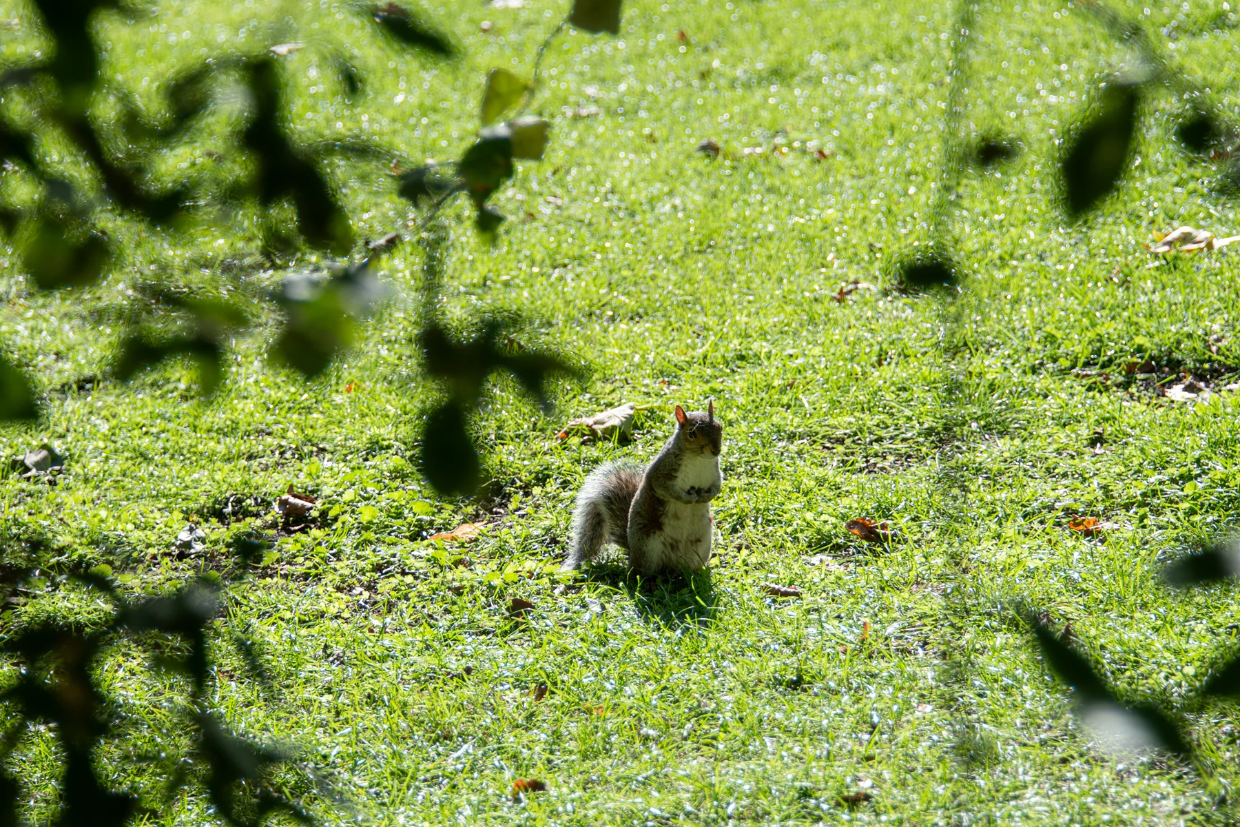 London Squirrel Park – 2023 Oct 15th